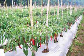 Ini Salah Satu Upaya Pemrov Riau Kendalikan Inflasi